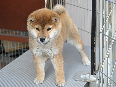 DSC_0445-shibainu DSC_0445-shibainu