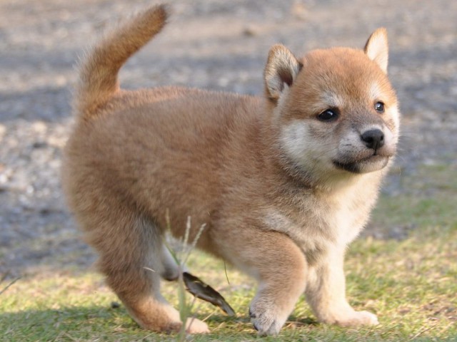 DSC_0448Shiba DSC_0448Shiba