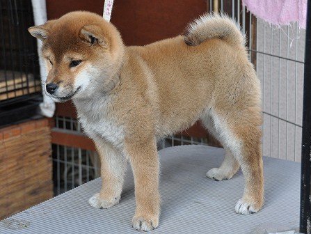 DSC_0453-shibainu DSC_0453-shibainu