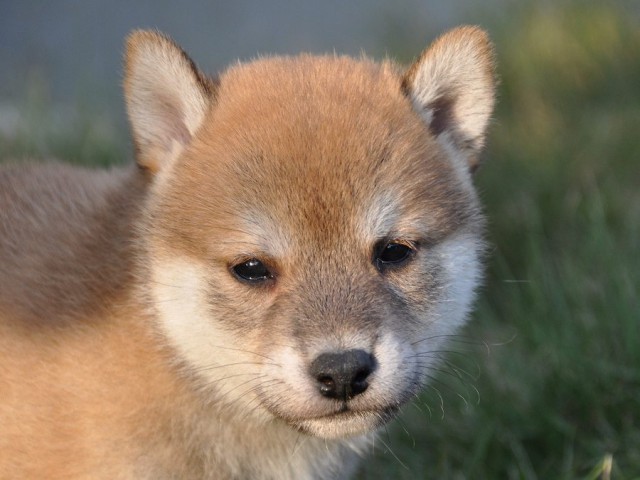 DSC_0459Shiba DSC_0459Shiba