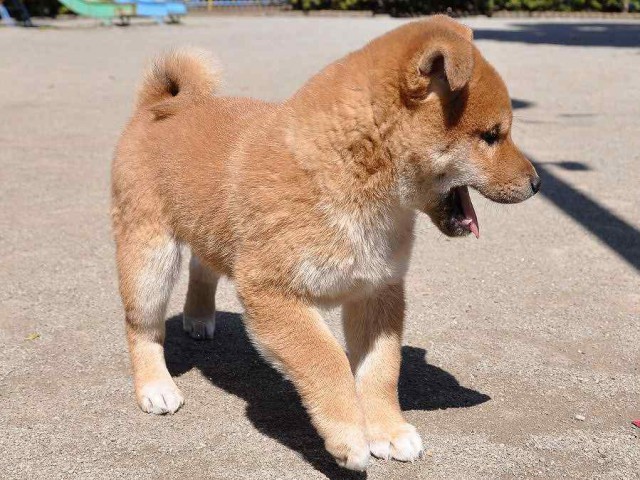 DSC_0481SHIBA DSC_0481SHIBA