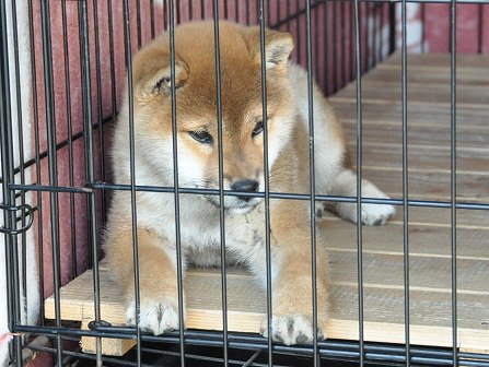DSC_0483-shibainu DSC_0483-shibainu