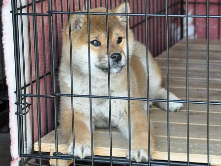 DSC_0484-shibainu DSC_0484-shibainu