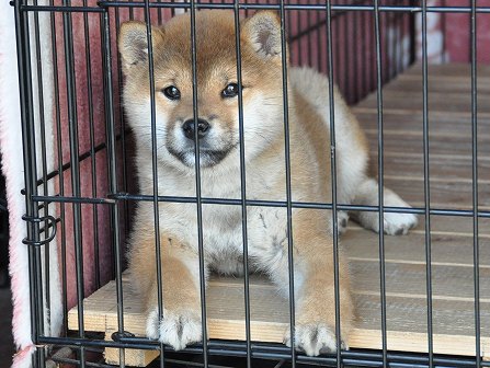 DSC_0499-shibainu DSC_0499-shibainu