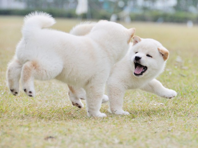 DSC_0499Shiba DSC_0499Shiba