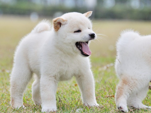 DSC_0501Shiba DSC_0501Shiba