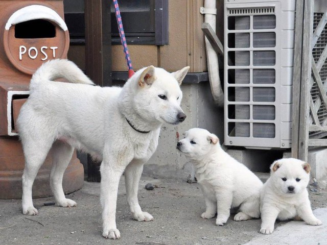 DSC_0523SHIBA DSC_0523SHIBA
