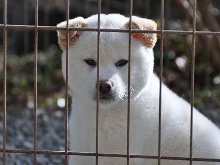 DSC_0539-shibainu DSC_0539-shibainu