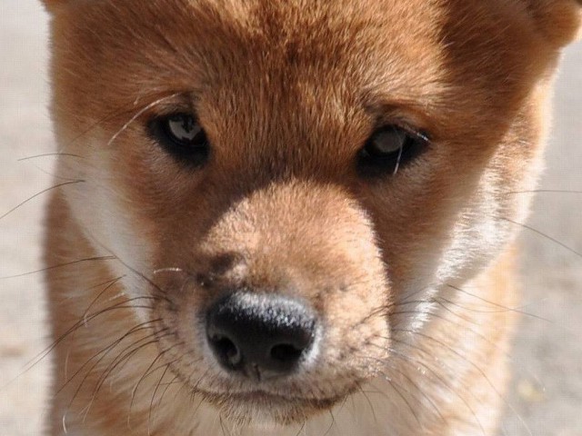 DSC_0560SHIBA DSC_0560SHIBA