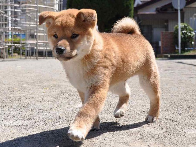 DSC_0589SHIBA DSC_0589SHIBA