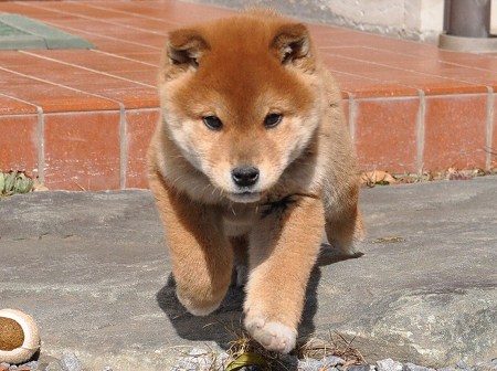 DSC_0650-shibainu DSC_0650-shibainu
