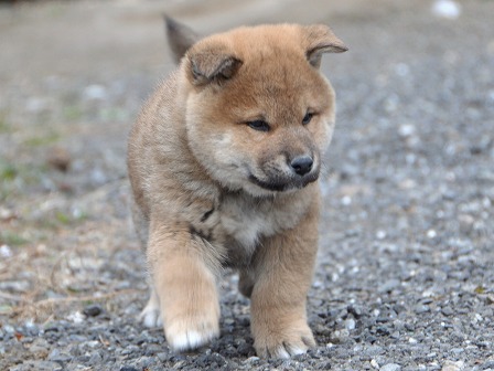 DSC_0718-shibainu DSC_0718-shibainu