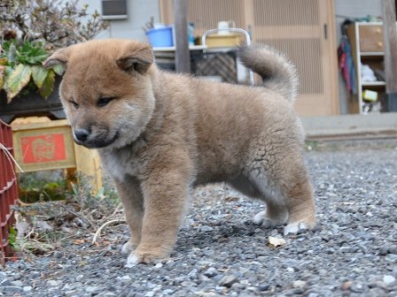 DSC_0723-shibainu DSC_0723-shibainu