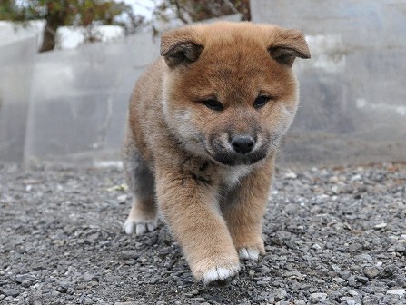 DSC_0738-shibainu DSC_0738-shibainu