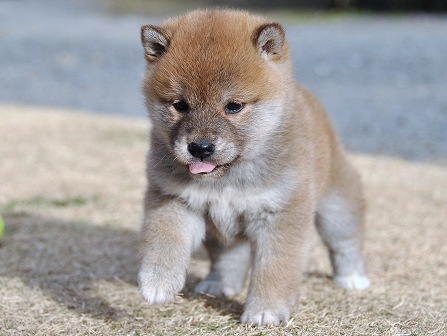 DSC_0753-shibainu DSC_0753-shibainu