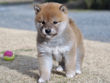 DSC_0754-shibainu DSC_0754-shibainu