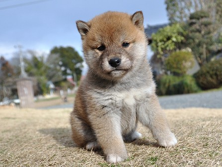 DSC_0776-shibainu DSC_0776-shibainu
