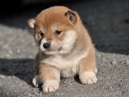 DSC_0787-shibainu DSC_0787-shibainu