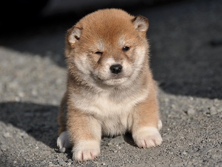 DSC_0790-shibainu DSC_0790-shibainu