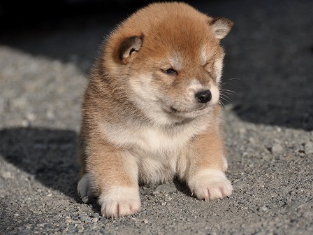 DSC_0800-shibainu DSC_0800-shibainu