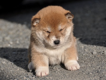 DSC_0804-shibainu DSC_0804-shibainu