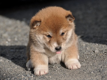 DSC_0805-shibainu DSC_0805-shibainu