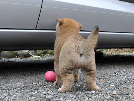 DSC_0809-shibainu DSC_0809-shibainu