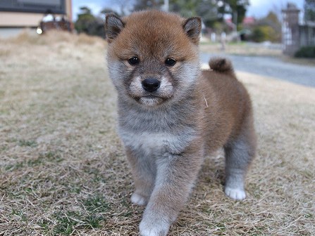 DSC_0810-shibainu DSC_0810-shibainu