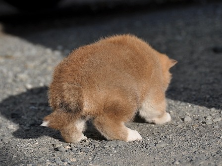 DSC_0819-shibainu DSC_0819-shibainu