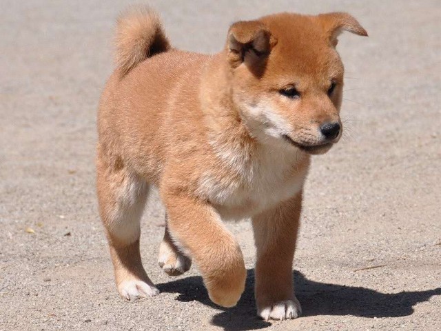 DSC_0823SHIBA DSC_0823SHIBA