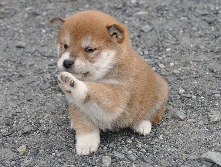 DSC_0828-shibainu DSC_0828-shibainu