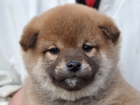 DSC_0839-shibainu DSC_0839-shibainu