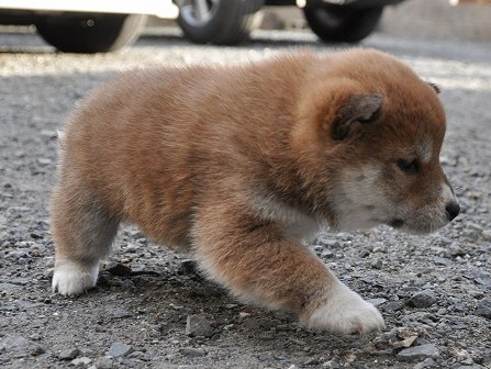 DSC_0843-shibainu DSC_0843-shibainu