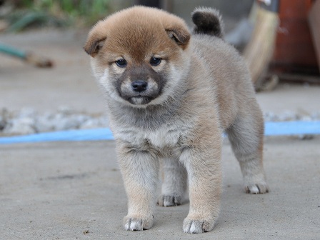 DSC_0864-shibainu DSC_0864-shibainu