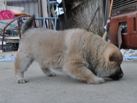 DSC_0869-shibainu DSC_0869-shibainu