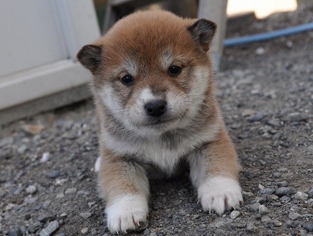 DSC_0873-shibainu DSC_0873-shibainu