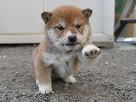 DSC_0893-shibainu DSC_0893-shibainu