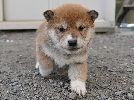 DSC_0894-shibainu DSC_0894-shibainu