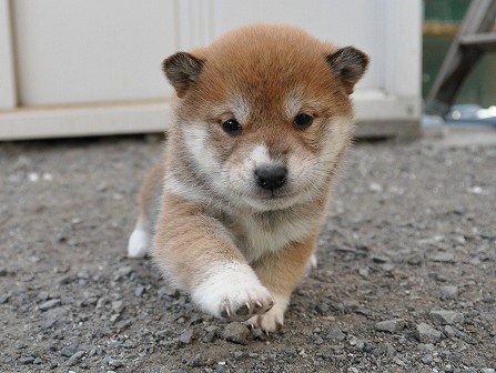 DSC_0895-shibainu DSC_0895-shibainu
