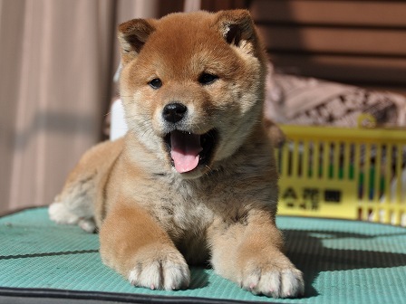 DSC_0995-shibainu DSC_0995-shibainu