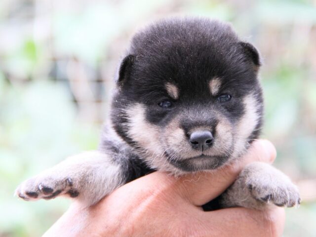 IMG_0022-shibainu-puppy IMG_0022-shibainu-puppy