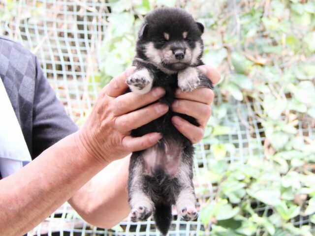 IMG_0029-shibainu-puppy IMG_0029-shibainu-puppy
