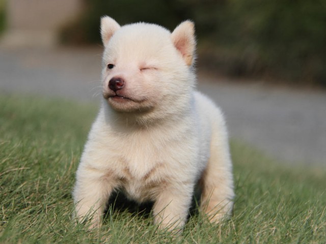 IMG_0092shiba IMG_0092shiba