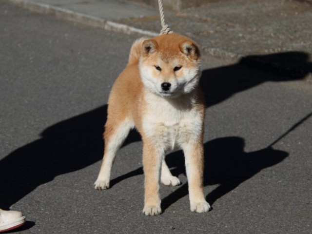 IMG_0137-shibainu-koinu IMG_0137-shibainu-koinu