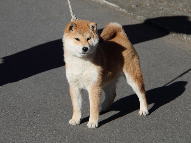 IMG_0146-shibainu-koinu IMG_0146-shibainu-koinu