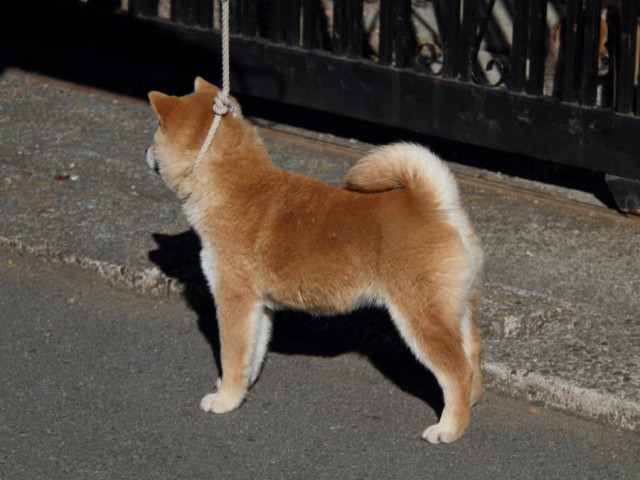IMG_0149-shibainu-koinu IMG_0149-shibainu-koinu