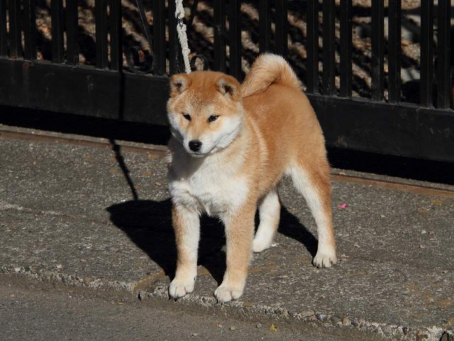 IMG_0167-shibainu-koinu IMG_0167-shibainu-koinu