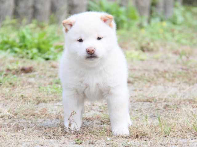 IMG_0205-shibainu-koinu IMG_0205-shibainu-koinu