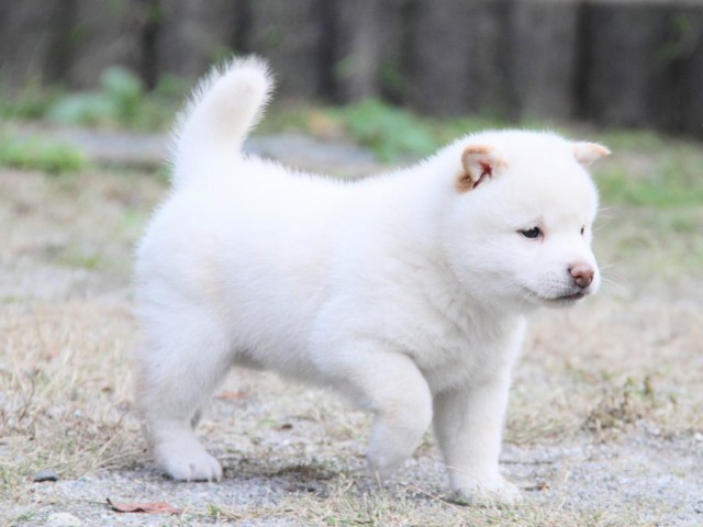 IMG_0244-shibainu-koinu IMG_0244-shibainu-koinu