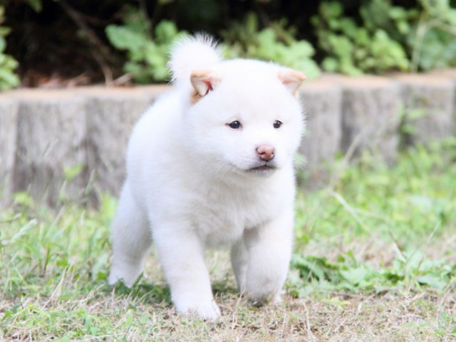 IMG_0275-shibainu-koinu IMG_0275-shibainu-koinu